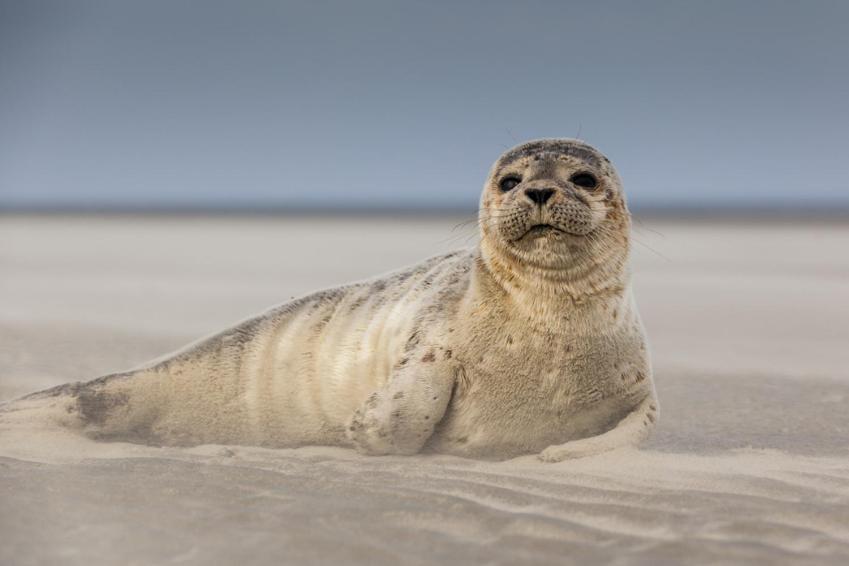 Hamac Chic Vue Mer. Berck Eksteriør bilde