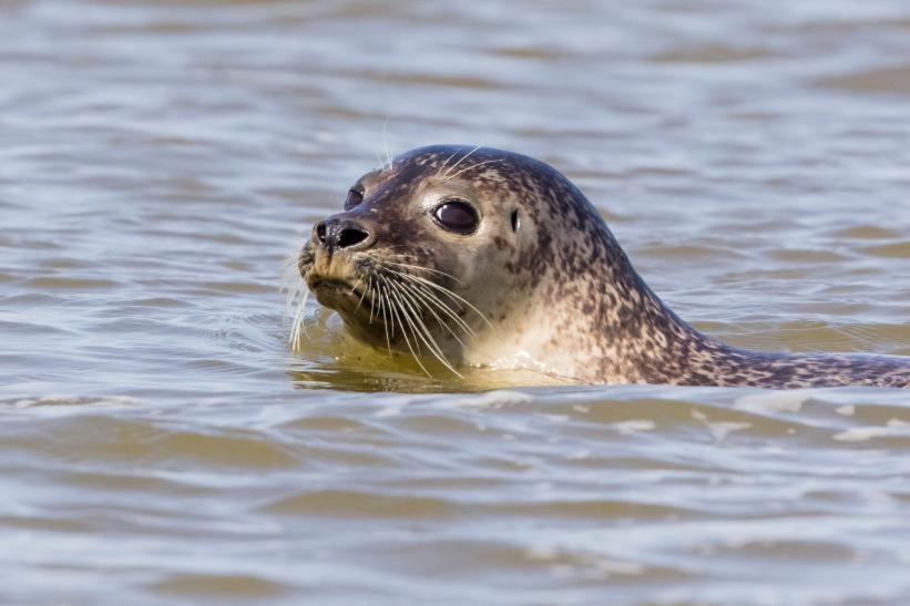 Hamac Chic Vue Mer. Berck Eksteriør bilde
